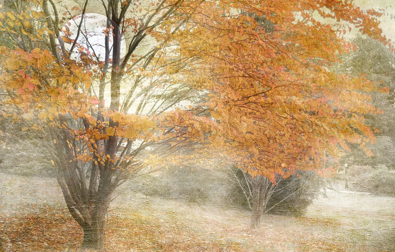 Photo wallpaper autumn, landscape, nature