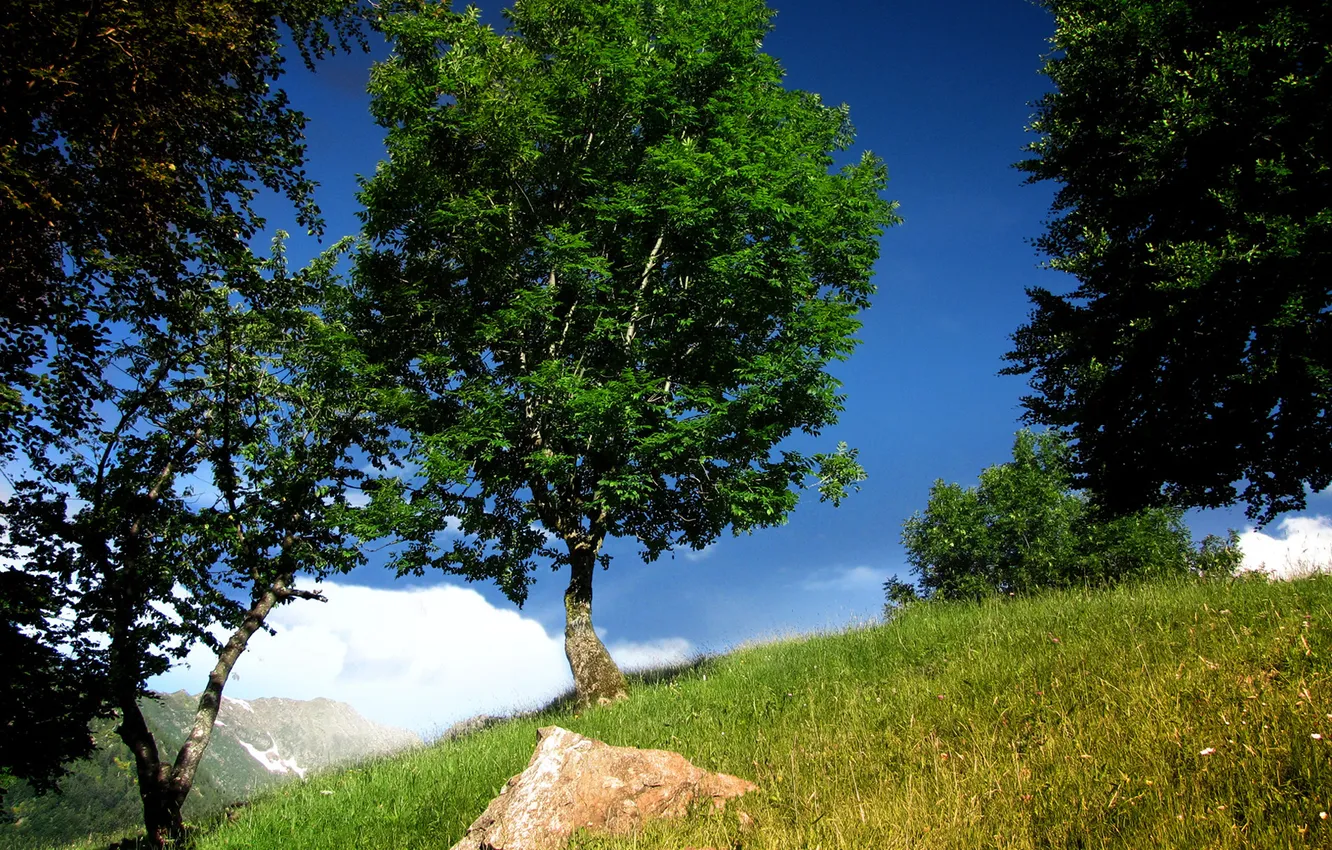 Photo wallpaper summer, trees, mountains, nature, trail
