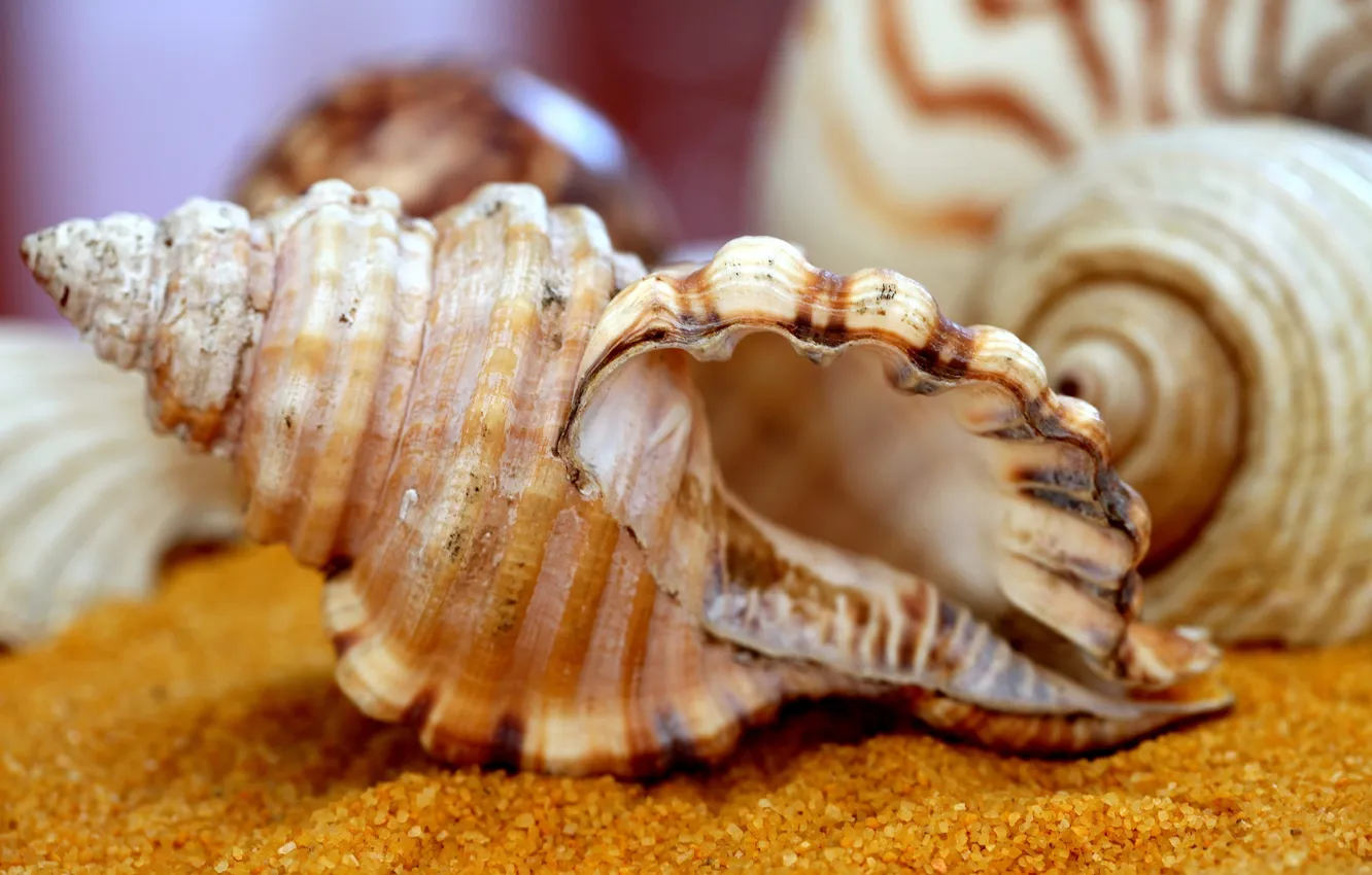 Photo wallpaper macro, sink, shell