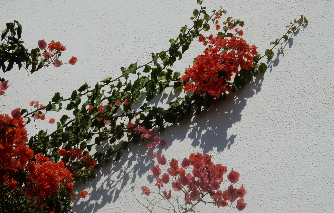 Photo wallpaper flower, flowers, wall, widescreen, Wallpaper, wallpaper, widescreen, background