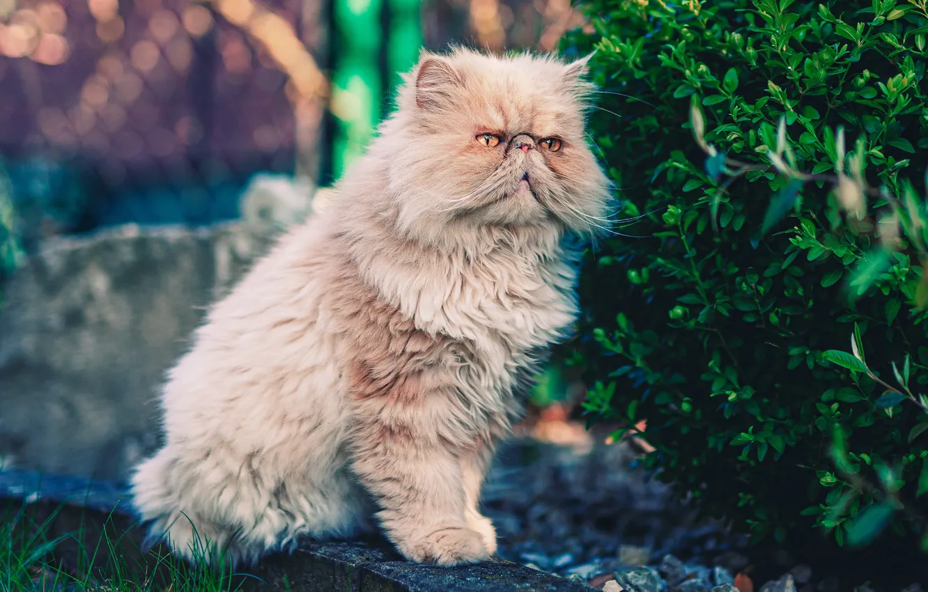 Photo wallpaper greens, cat, summer, cat, look, face, leaves, pose