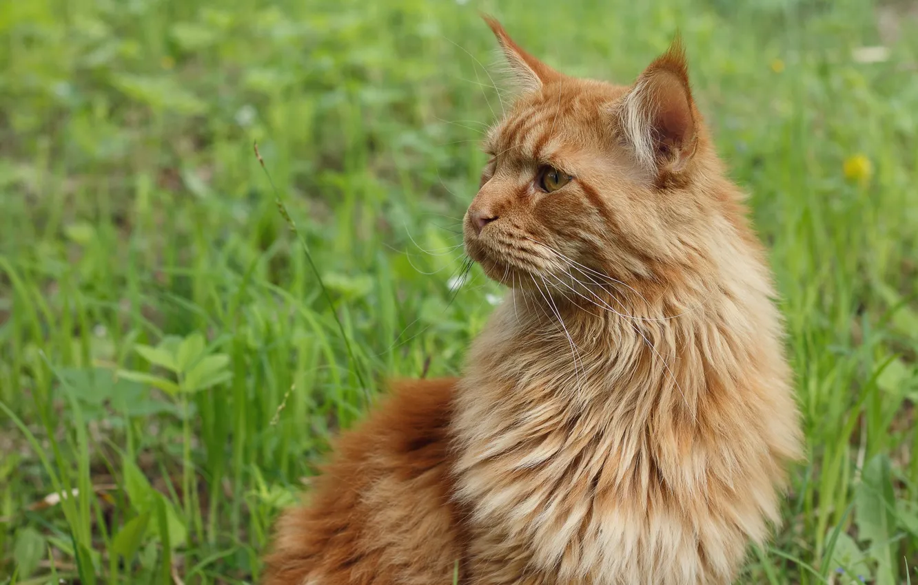 Photo wallpaper cat, cat, red, Maine Coon