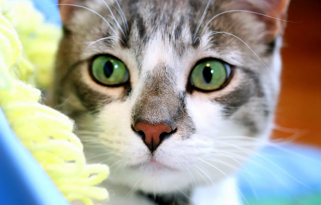 Photo wallpaper look, Cat, muzzle, green eyes, attentive