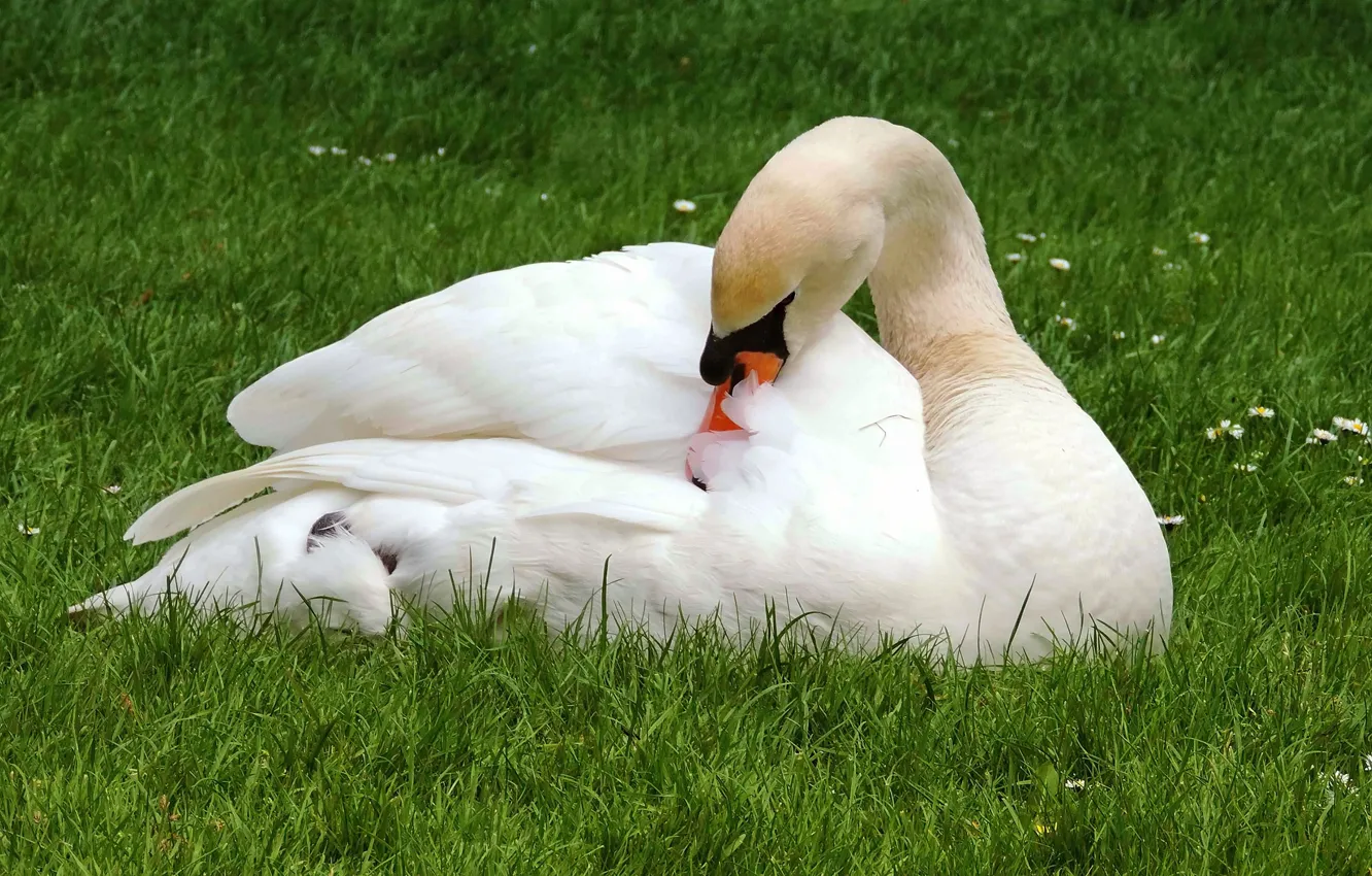 Photo wallpaper white, grass, nature, pose, bird, glade, lies, swans