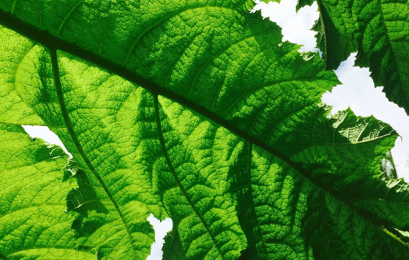 Photo wallpaper macro, sheet, Wallpaper