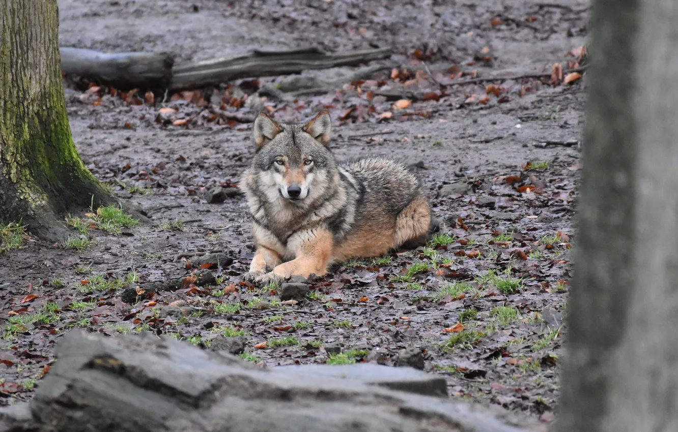 Photo wallpaper Predator, nature, snow, face, animal, wolf, wolves, canis lupus