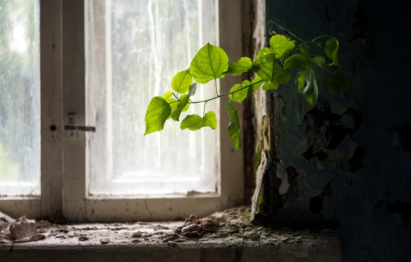 Photo wallpaper life, branch, window