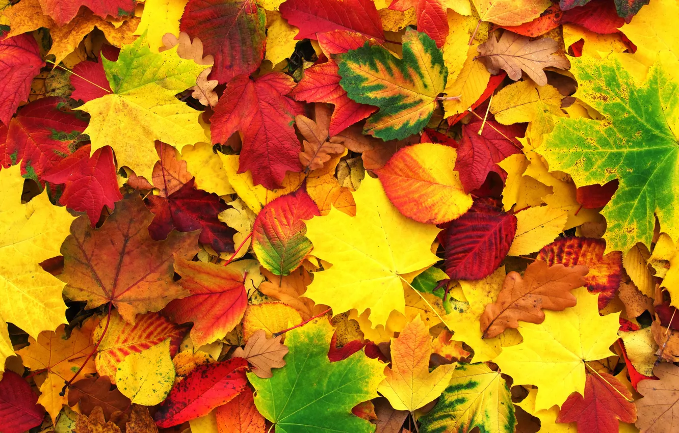 Photo wallpaper autumn, leaves, background, colorful, maple, background, autumn, leaves