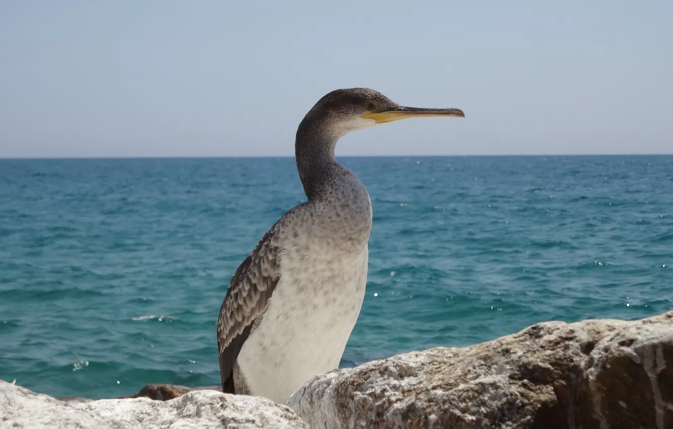 Photo wallpaper sea, bird, Spain
