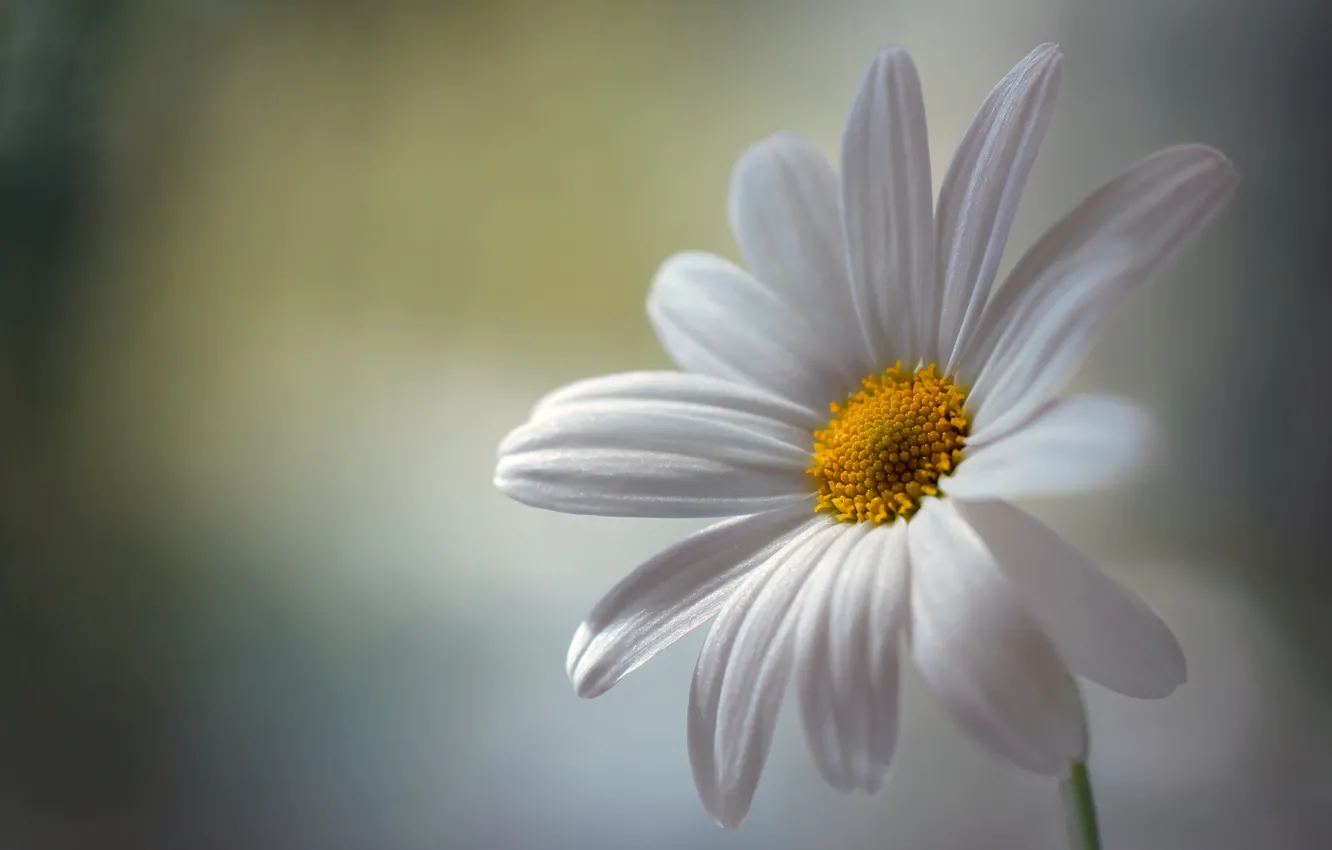Photo wallpaper white, background, chamomile