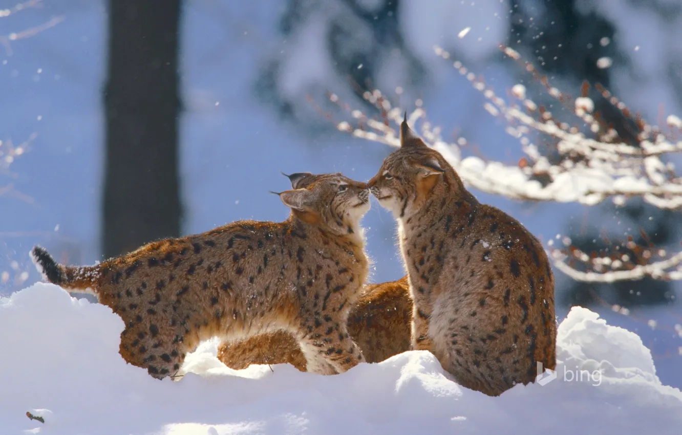 Photo wallpaper winter, cat, snow, Germany, lynx, National Park Bavarian forest