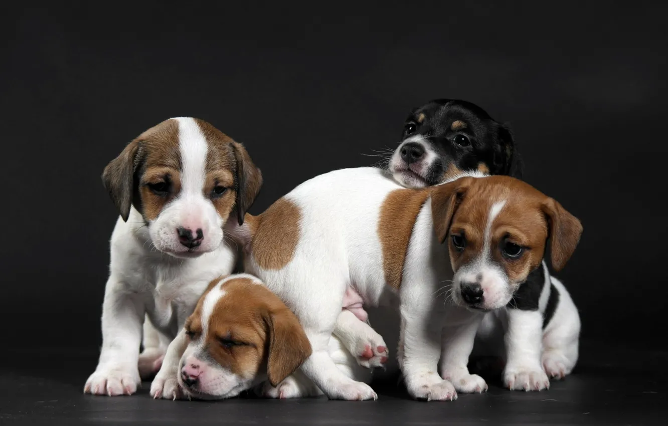 Photo wallpaper baby, puppy, funny, Quartet