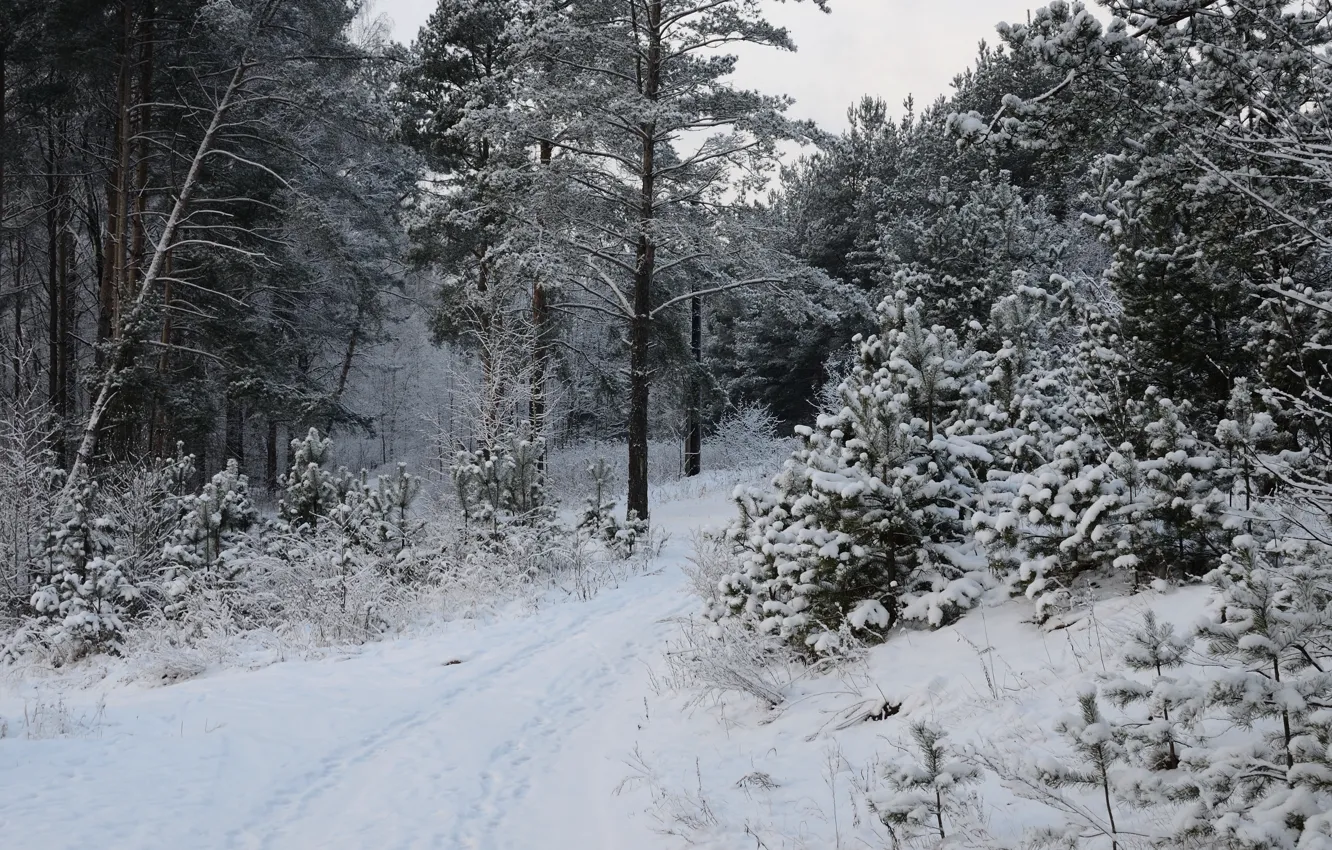 Photo wallpaper winter, snow, trees