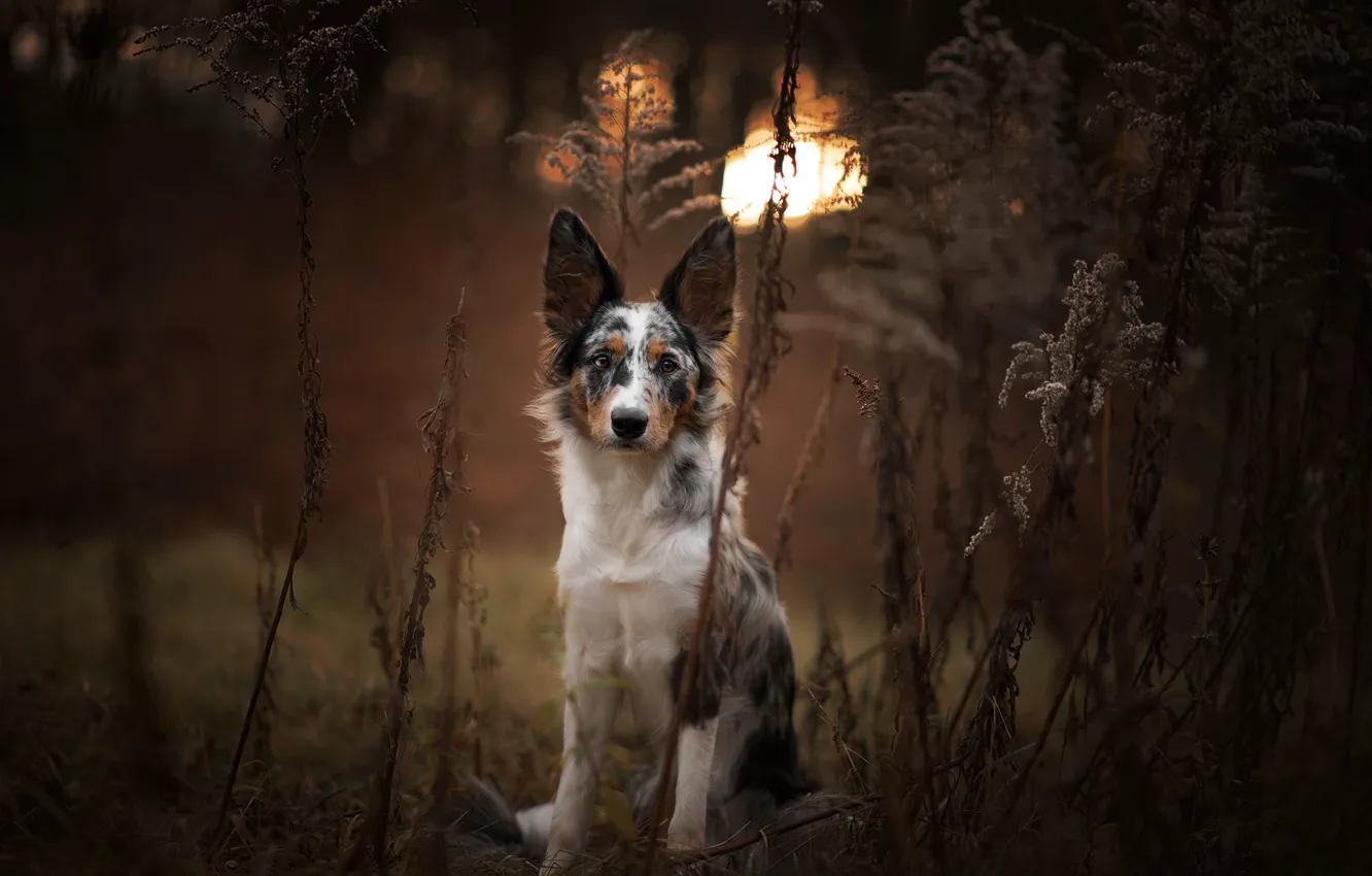 Photo wallpaper autumn, forest, grass, nature, dog, stem, bokeh, the border collie