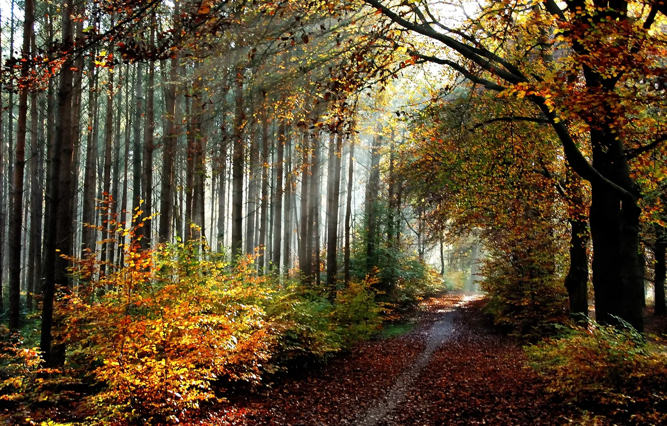Photo wallpaper autumn, forest, leaves, trail, forest, grove, trees, autumn