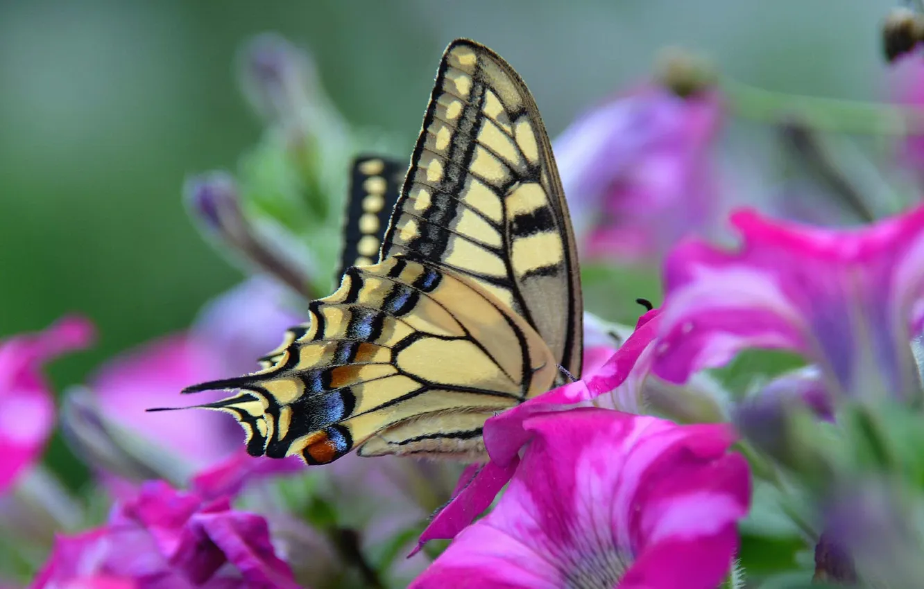 Photo wallpaper flowers, butterfly, wings, moth, Petunia