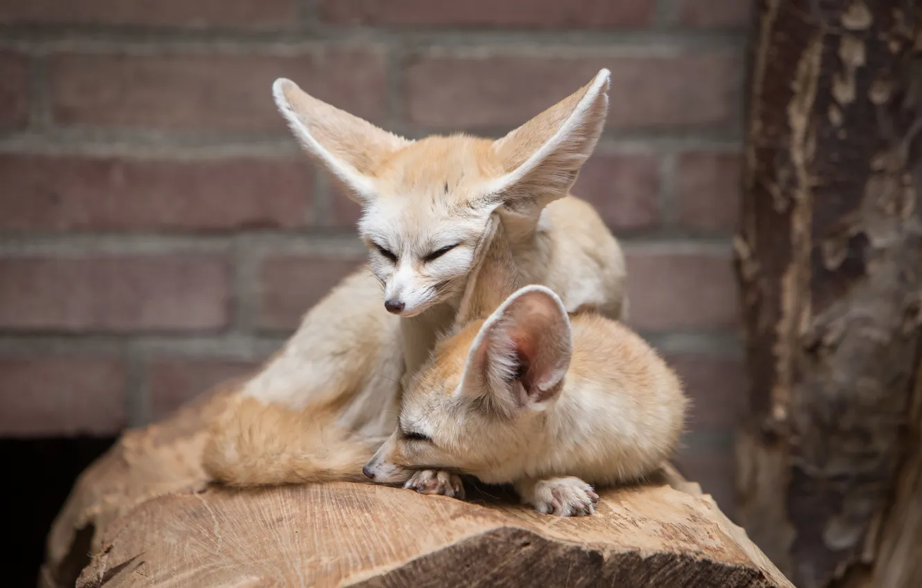 Photo wallpaper stay, Fox, pair, Fox, Fenech