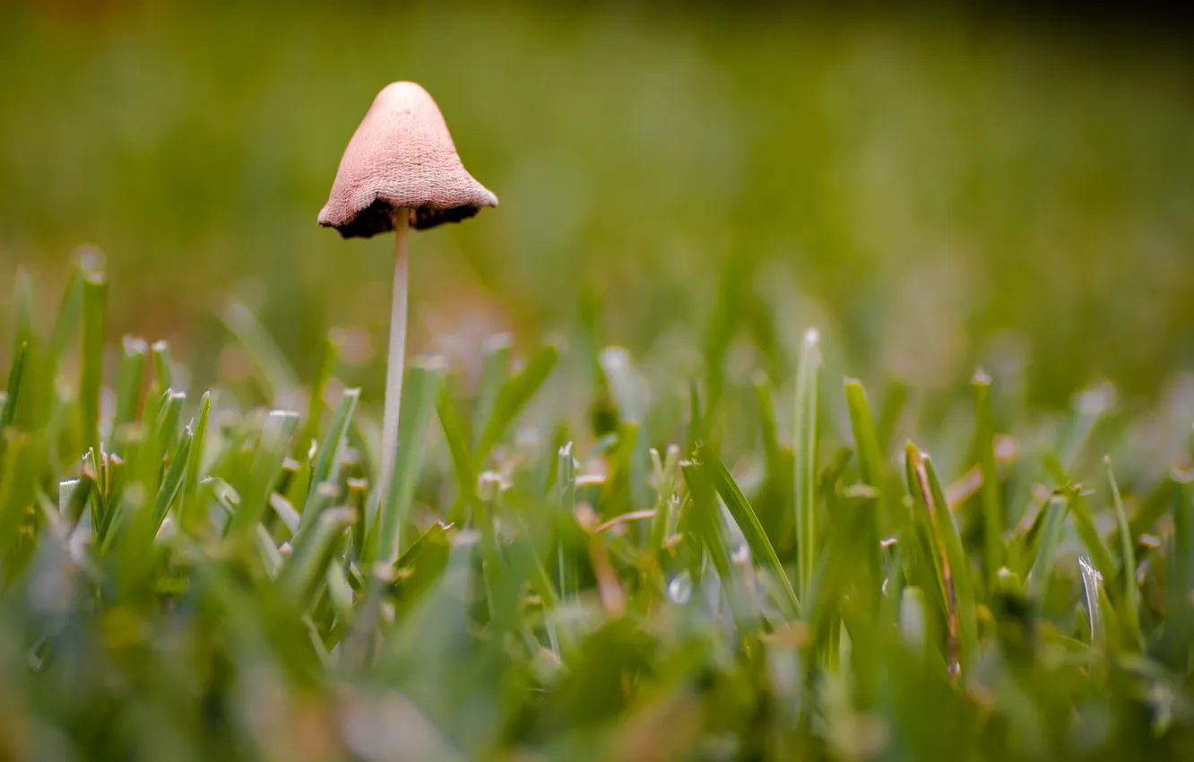 Photo wallpaper grass, nature, mushroom