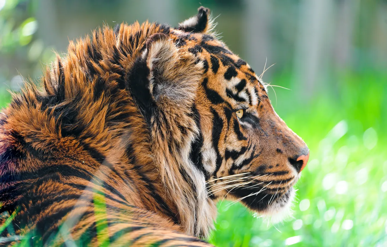 Photo wallpaper predator, Sumatran tiger, Sumatran tiger