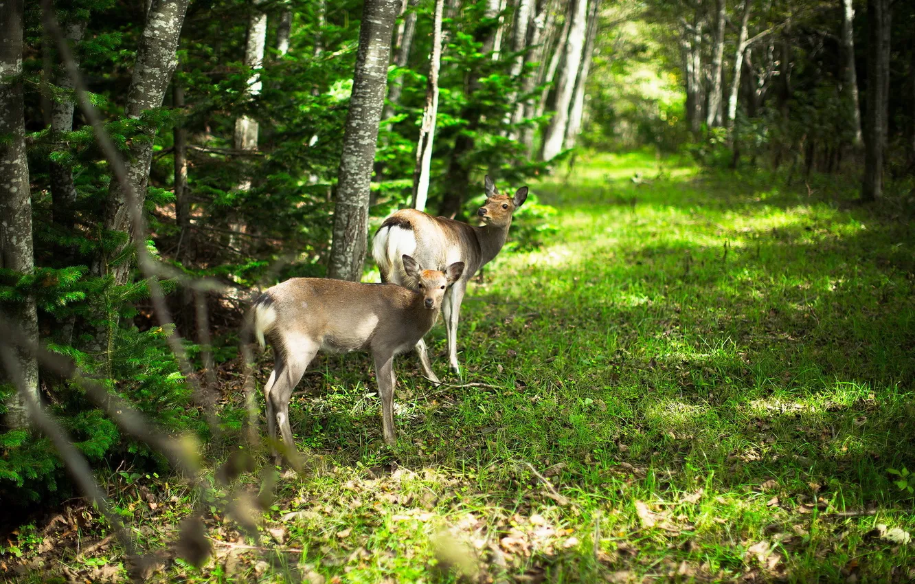 Photo wallpaper forest, nature, ROE