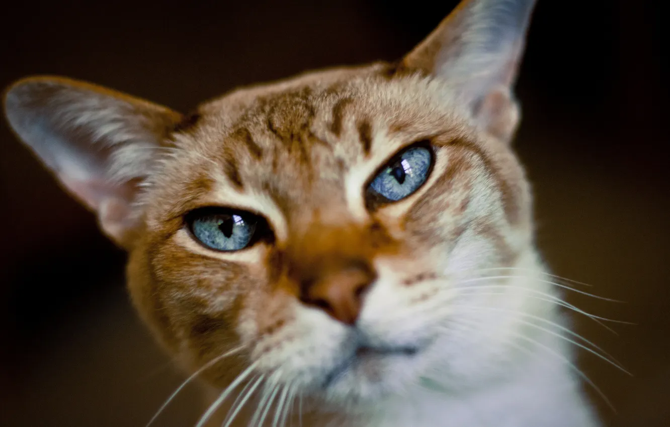 Photo wallpaper cat, look, face