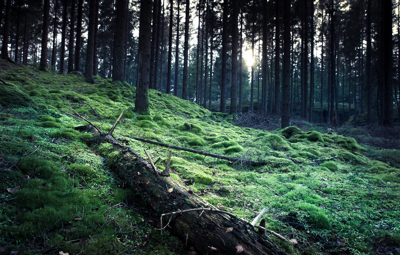Photo wallpaper forest, trees, moss
