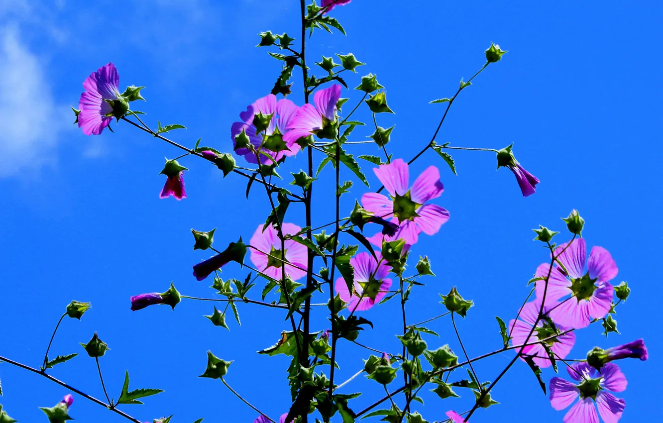 Photo wallpaper the sky, flowers, plant