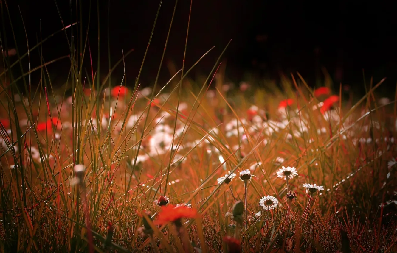 Photo wallpaper summer, grass, flowers, nature, glade