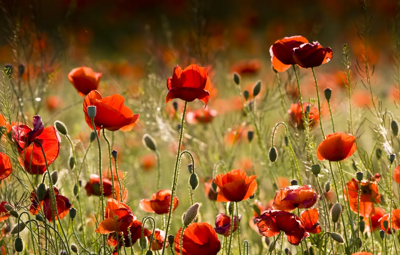 Photo wallpaper flowers, red, Maki, red, beautiful, flowers, beautiful, poppies