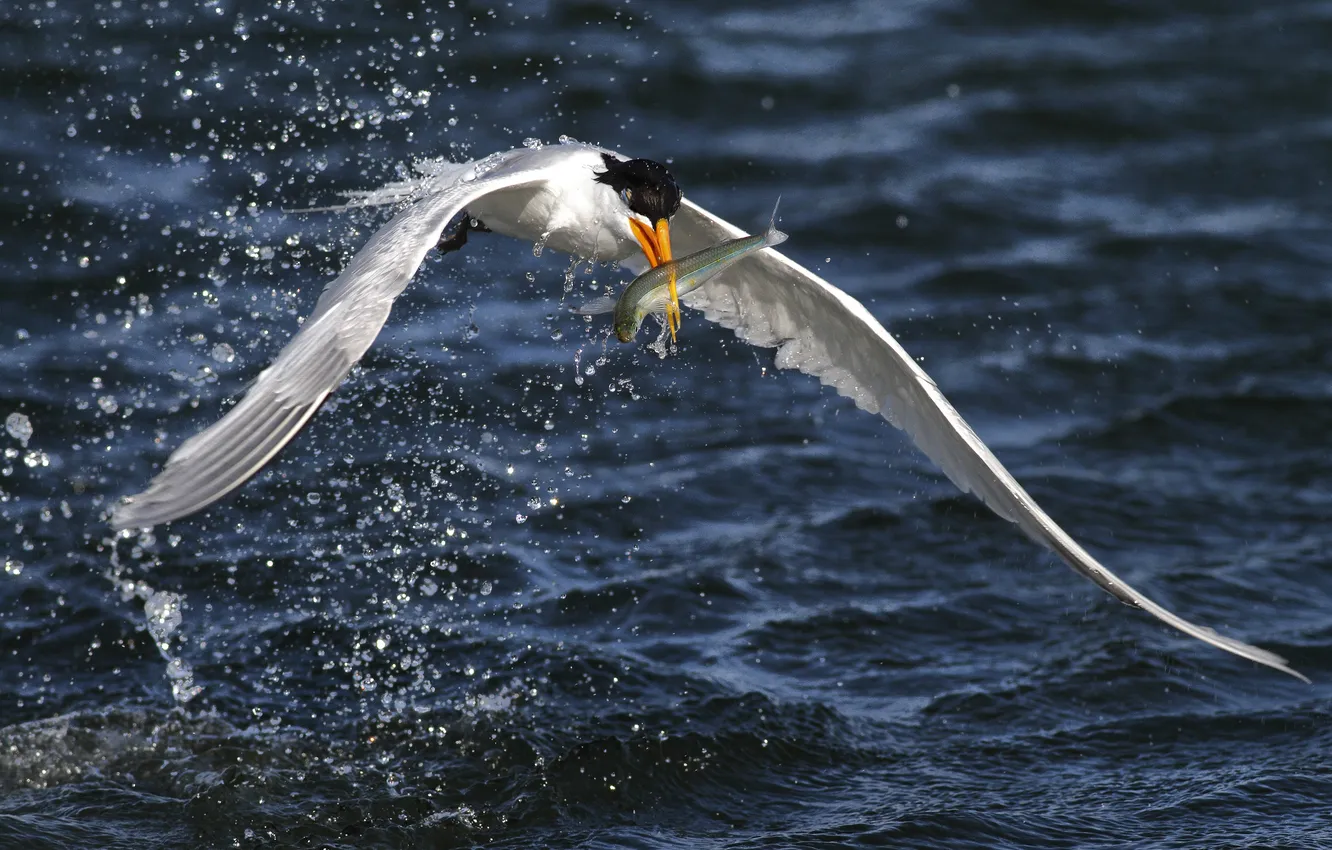 Photo wallpaper squirt, bird, wings, catch, Tern