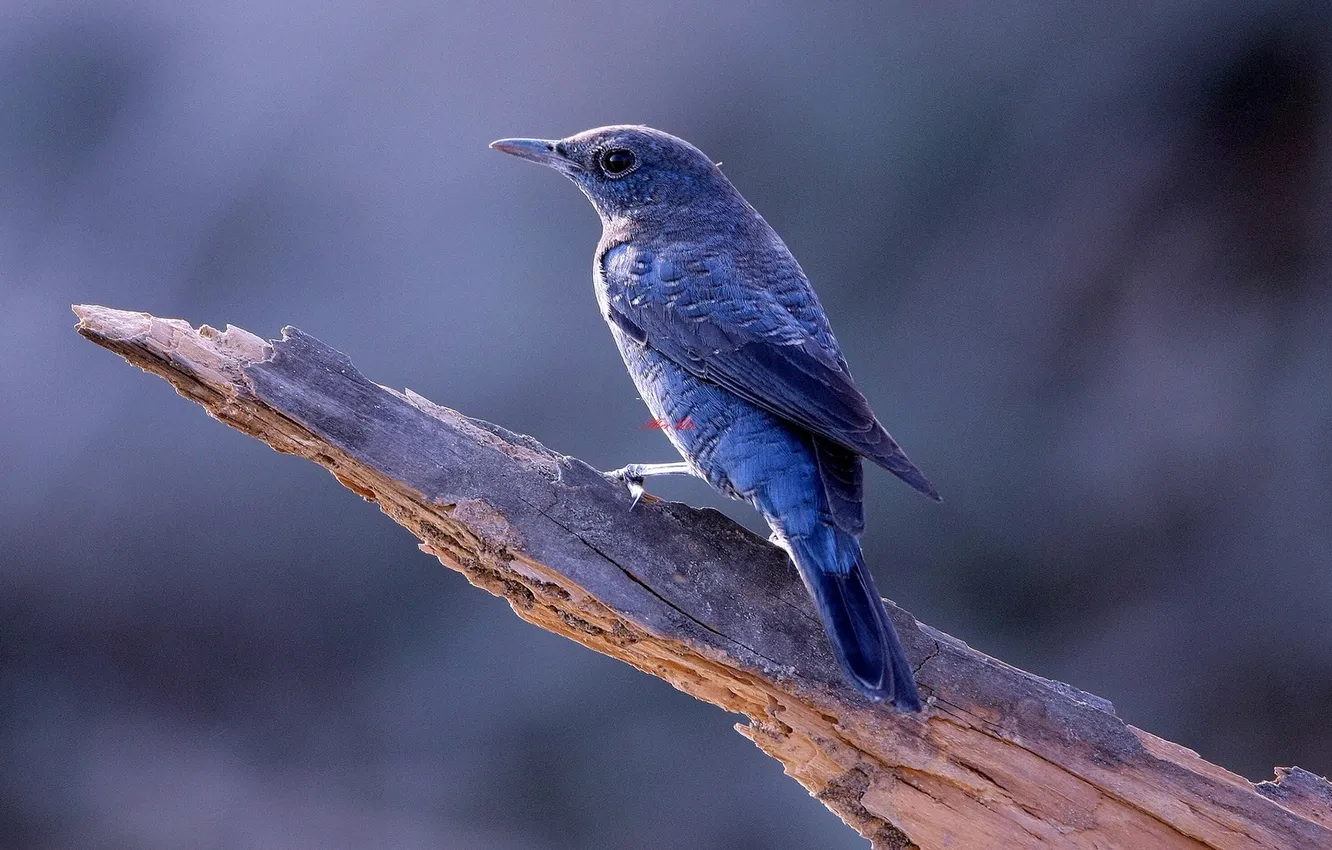 Photo wallpaper animal, bird, trunk