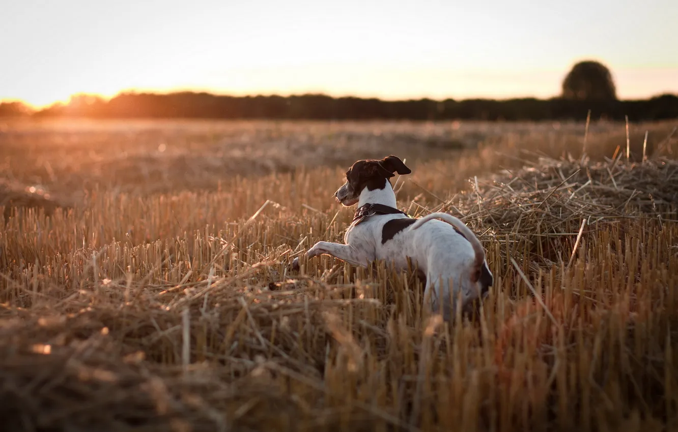 Photo wallpaper field, sunset, dog