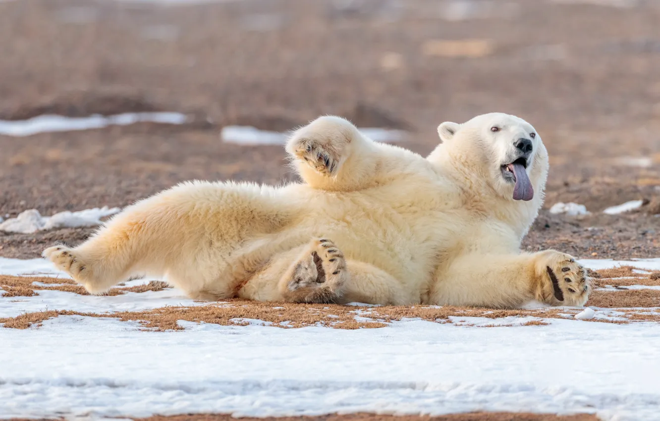 Photo wallpaper language, relax, bear, Alaska, polar bear, chill, polar bear
