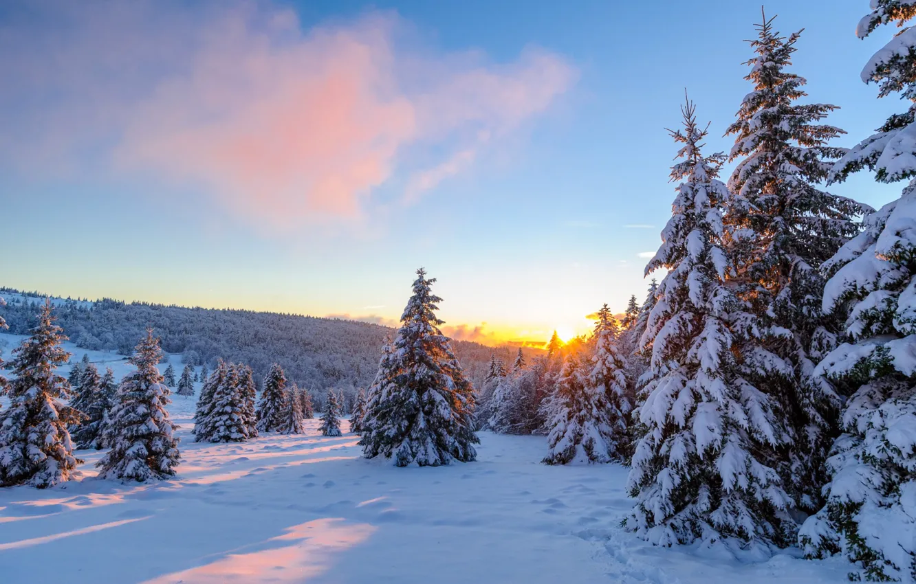 Photo wallpaper winter, trees, sunset, spruce