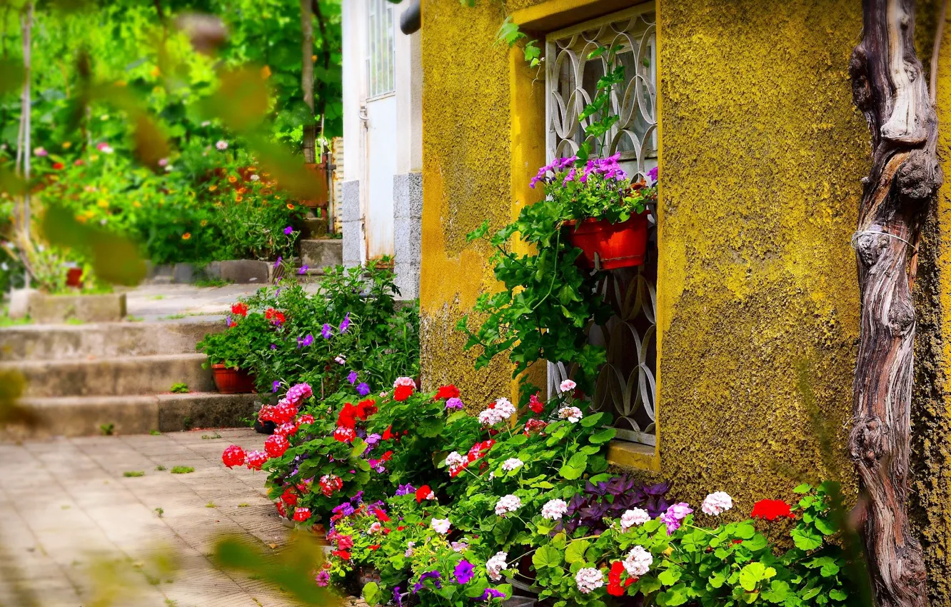 Photo wallpaper Window, Flowers, Flowers, Colors, Yard, Pots