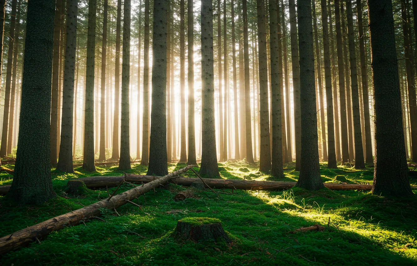 Photo wallpaper forest, grass, the sun, trees, art, wallpaper, grass, forest