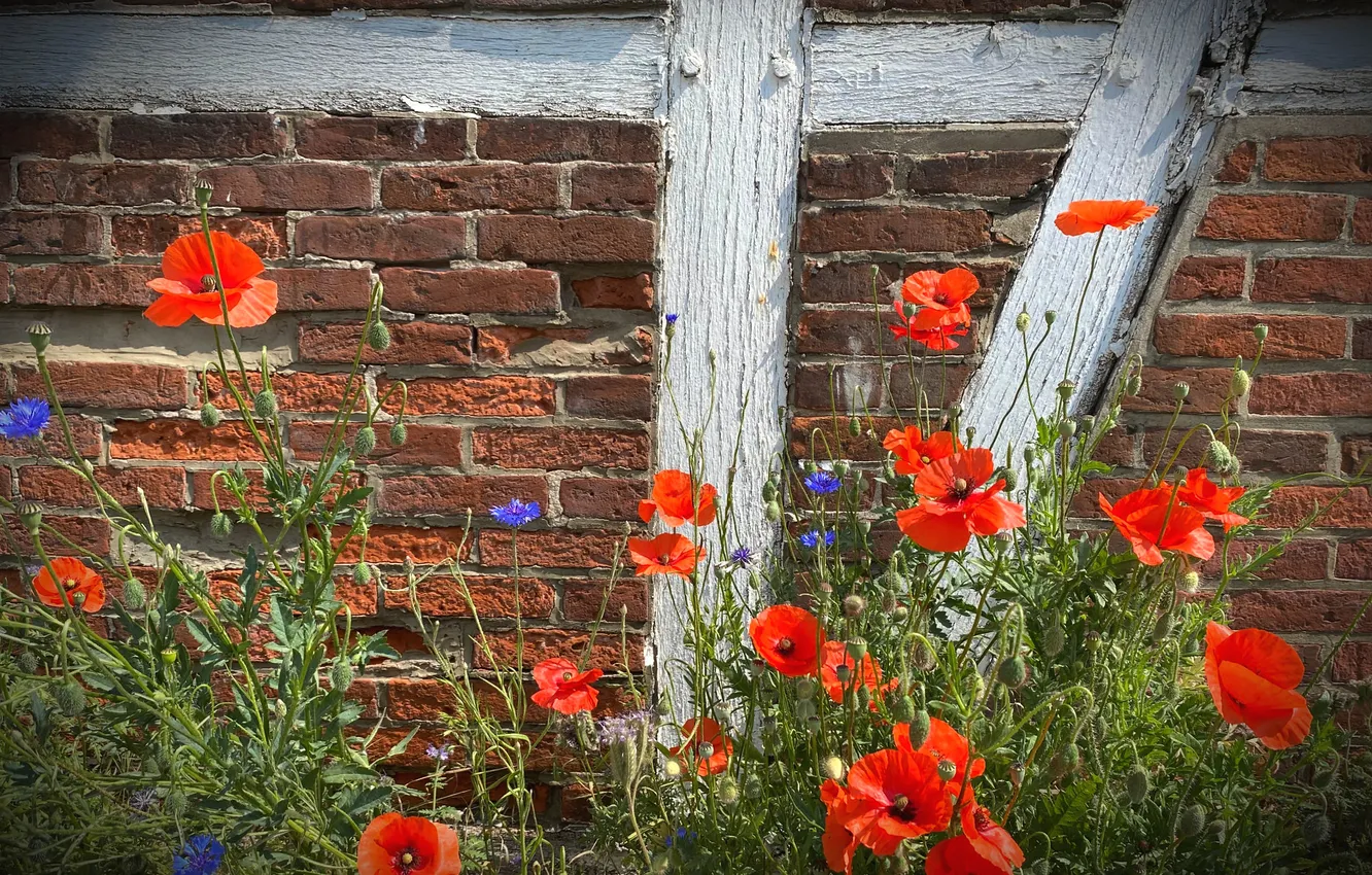 Photo wallpaper summer, flowers, blue, red, wall, Board, Maki, brick
