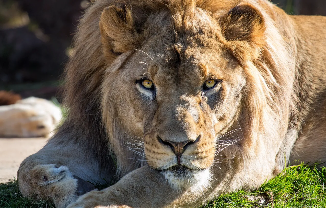 Photo wallpaper look, face, stay, Leo, paws, predatory cat