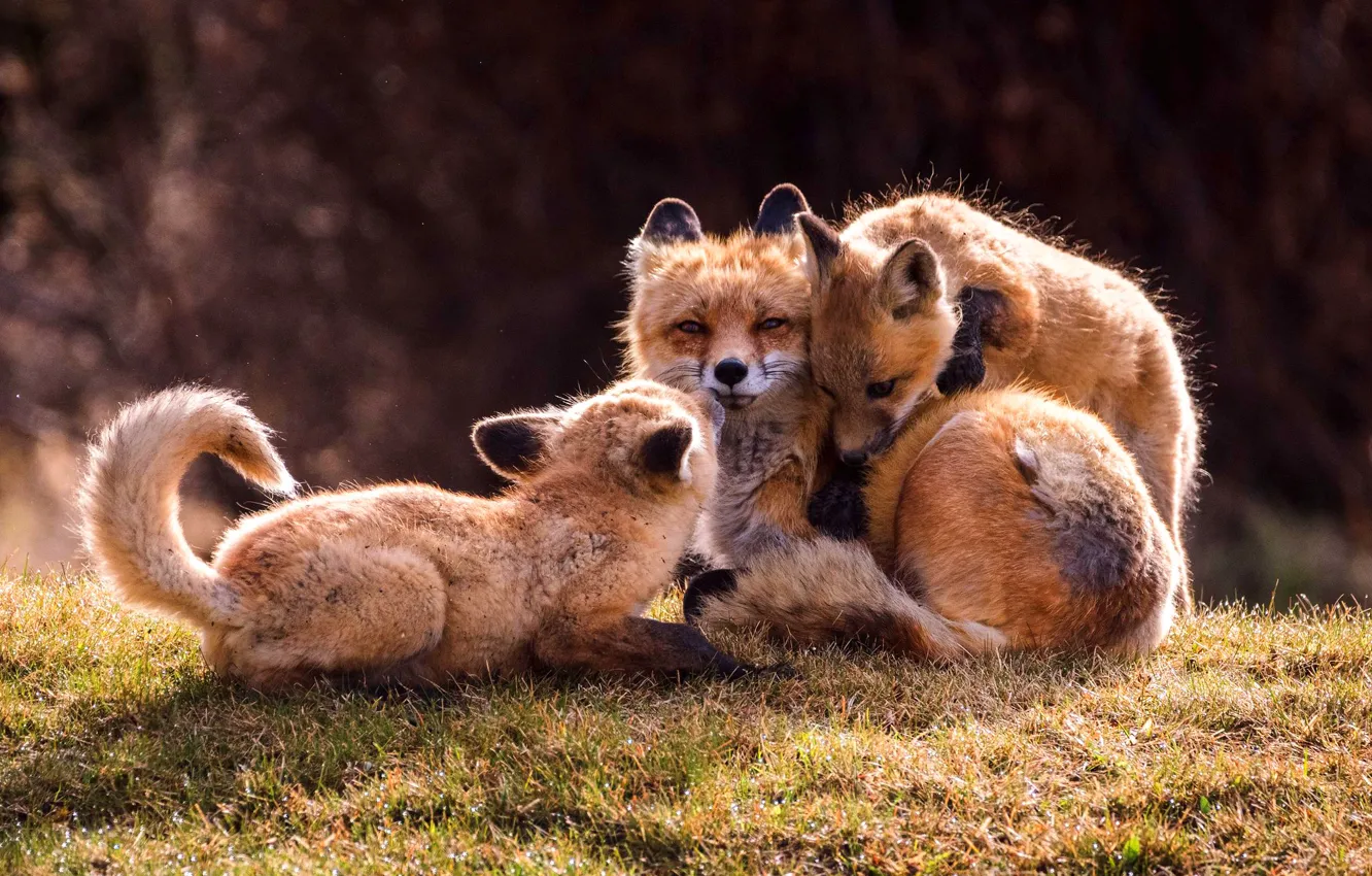 Photo wallpaper grass, nature, the dark background, glade, the game, Fox, three, Fox