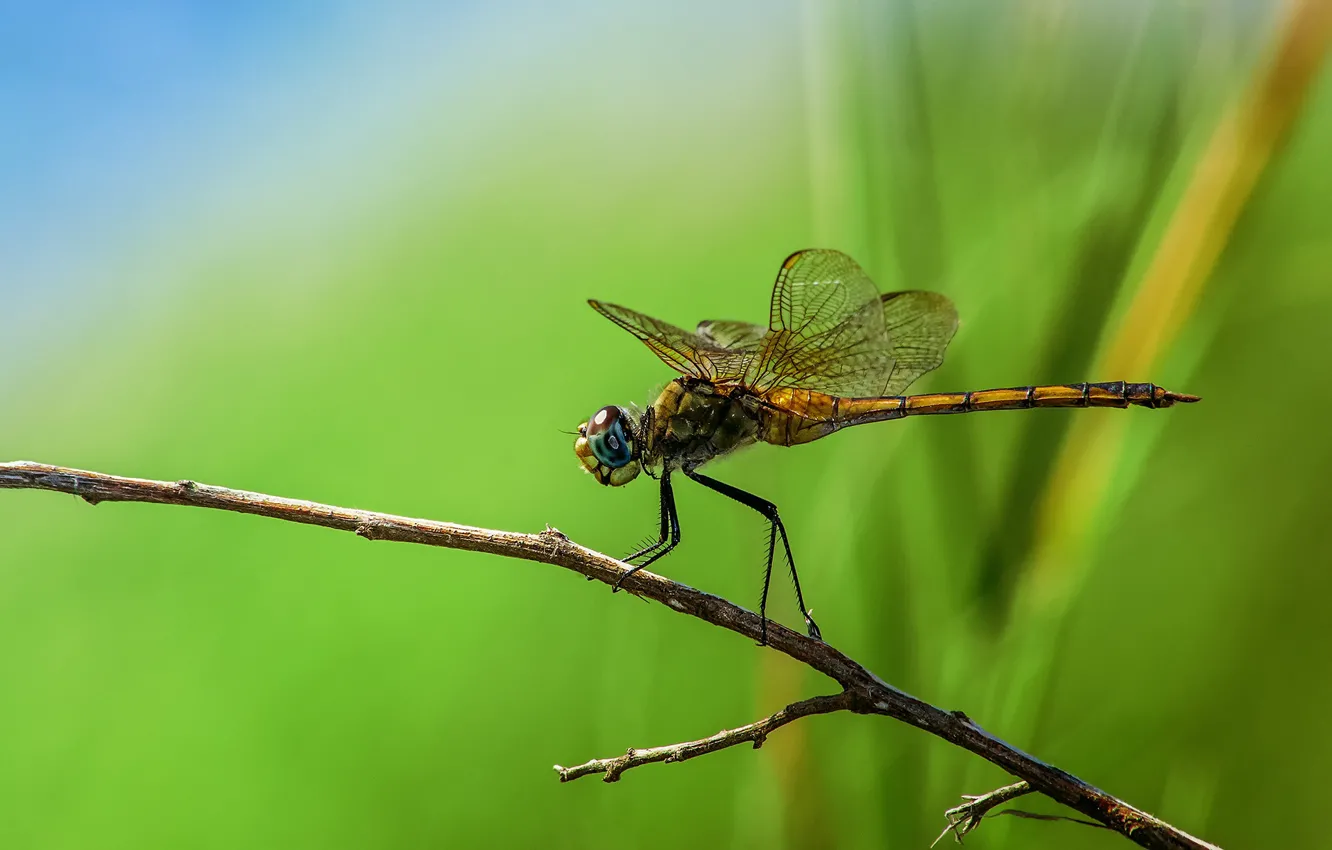 Photo wallpaper macro, branches, background, dragonfly