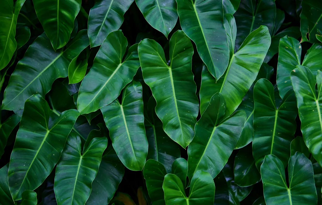 Photo wallpaper leaves, macro, Philodendron