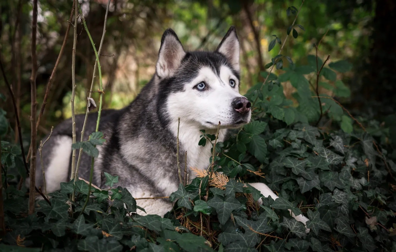 Photo wallpaper greens, dog, husky, breed