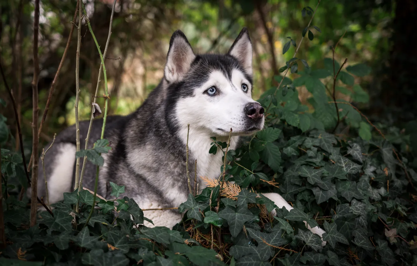 Photo wallpaper greens, husky, breed, dog