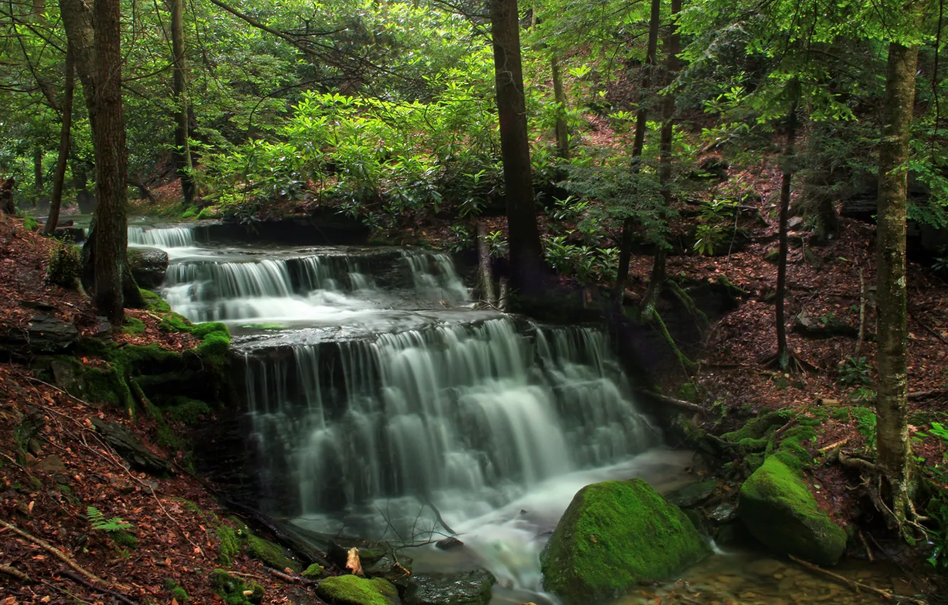 Photo wallpaper forest, leaves, trees, nature, river, stones, waterfall, moss
