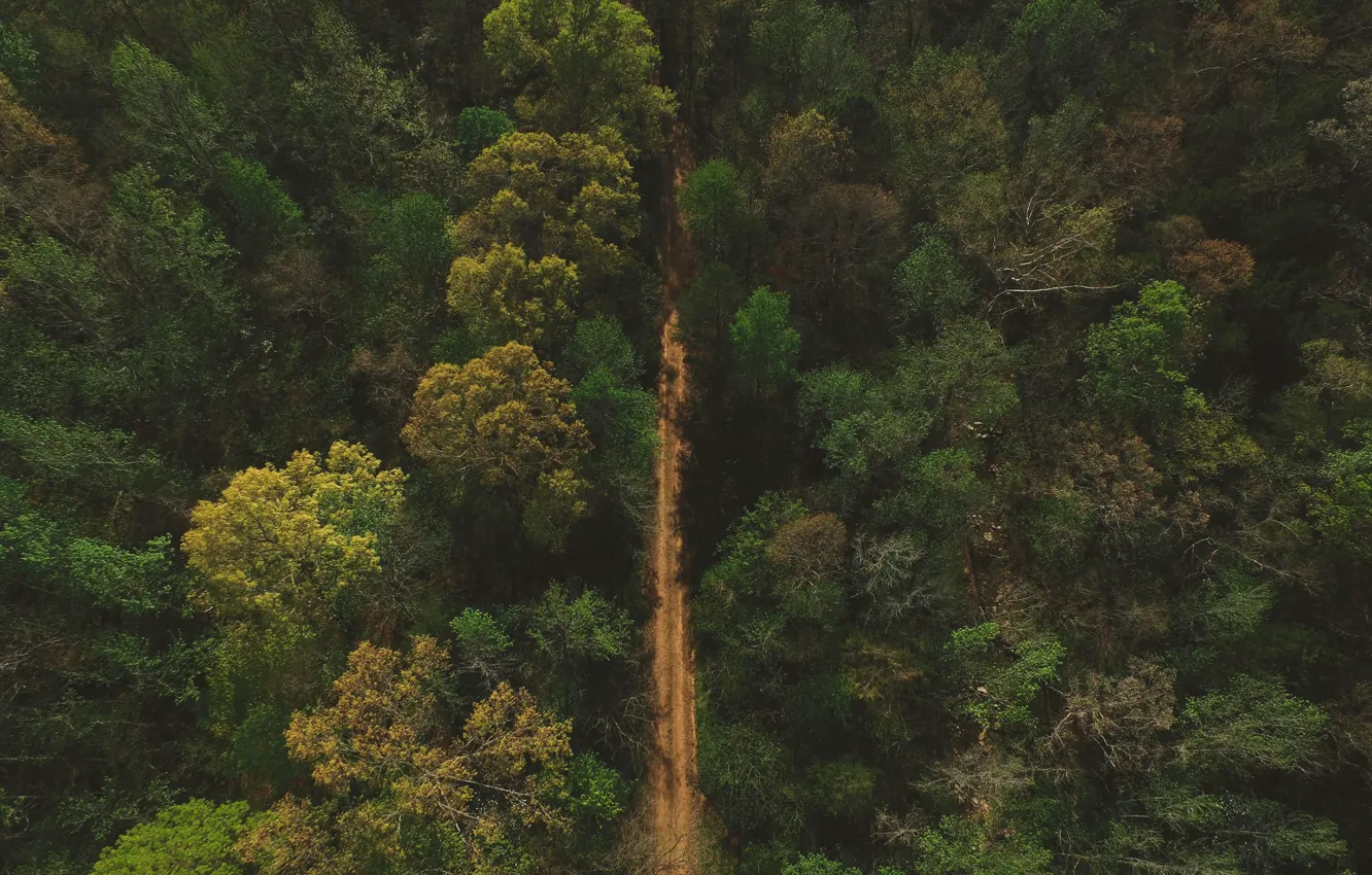 Photo wallpaper road, forest, nature, path