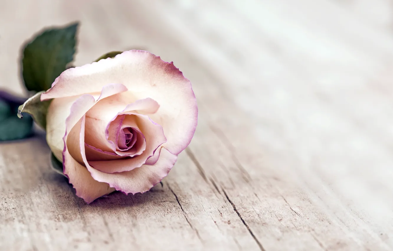Photo wallpaper rose, rose, wood, flowers