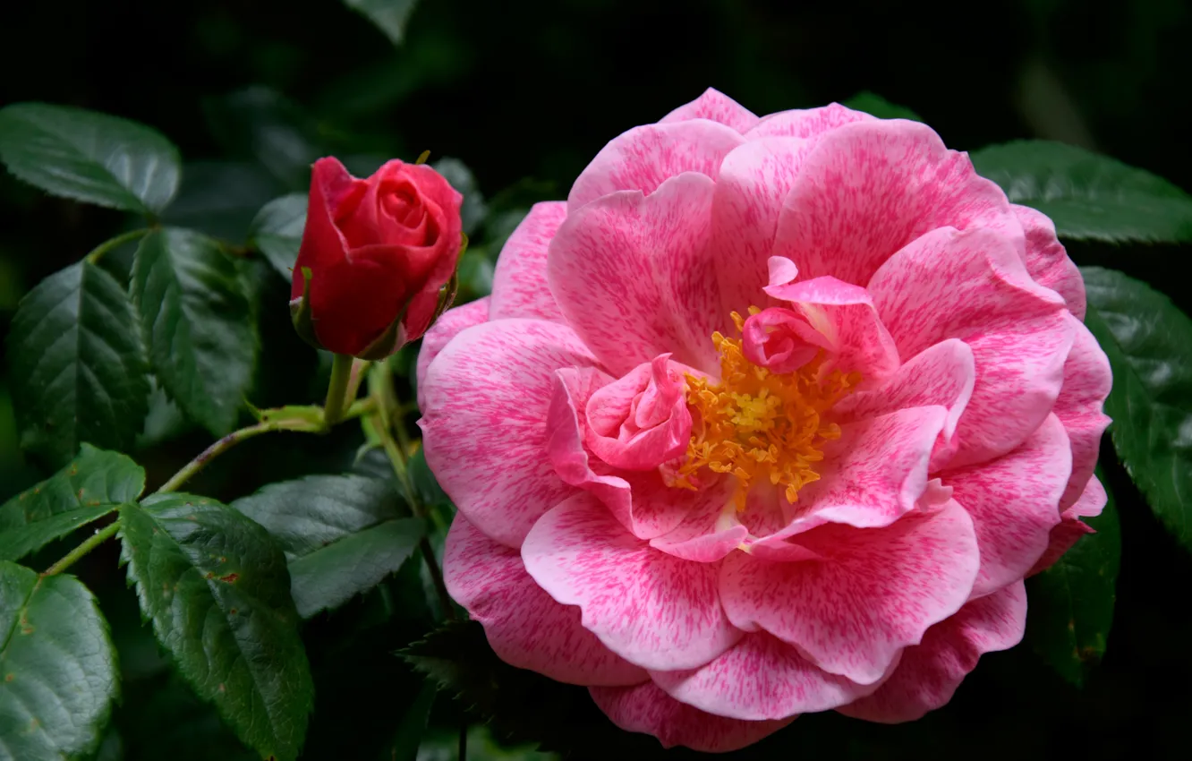 Photo wallpaper macro, roses, petals, buds