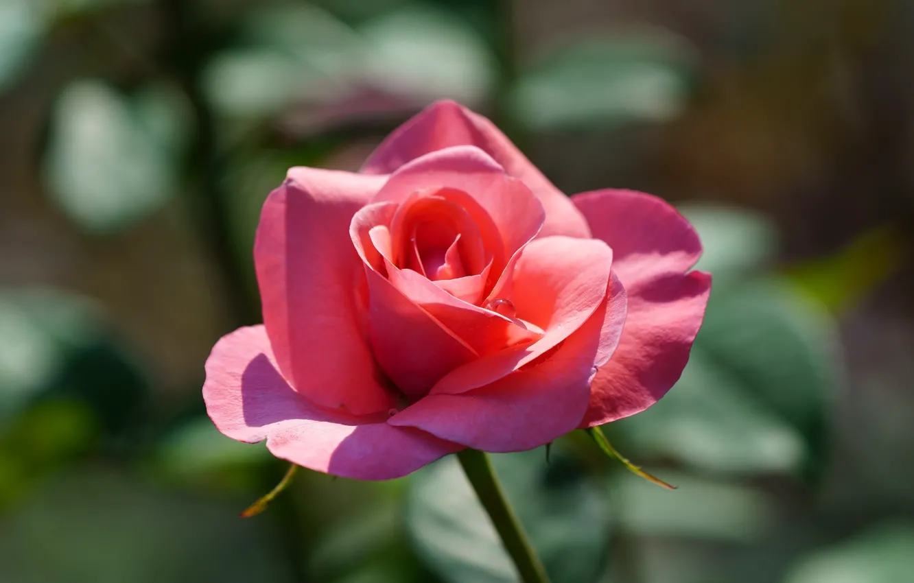 Photo wallpaper flower, drops, light, background, pink, rose, Bud, one