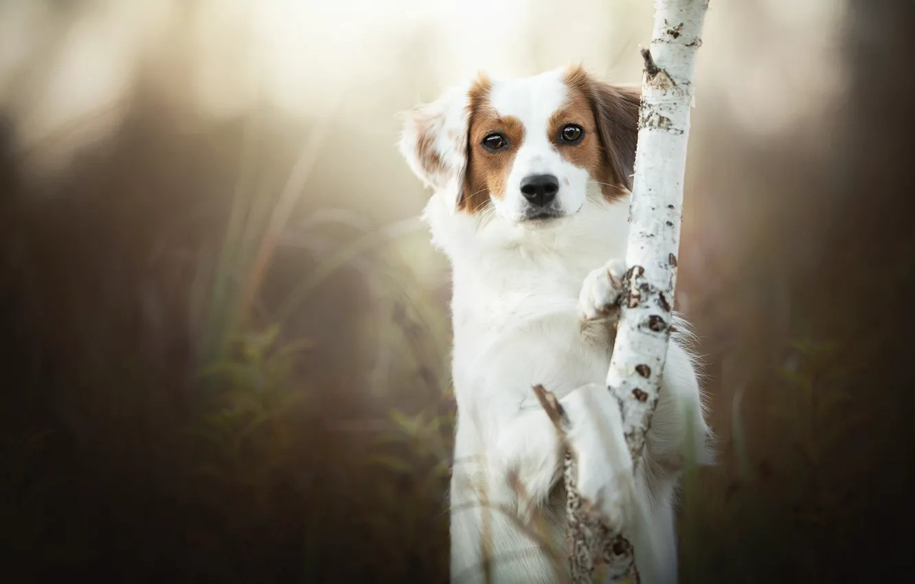 Photo wallpaper look, nature, tree, dog, paws, trunk, birch, stand