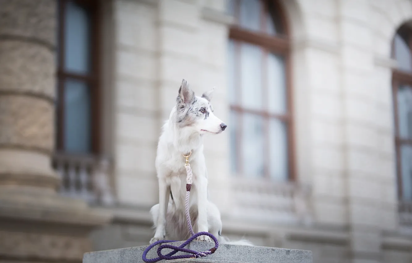 Photo wallpaper dog, spot, leash, bokeh